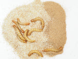 Live chubby mealworms