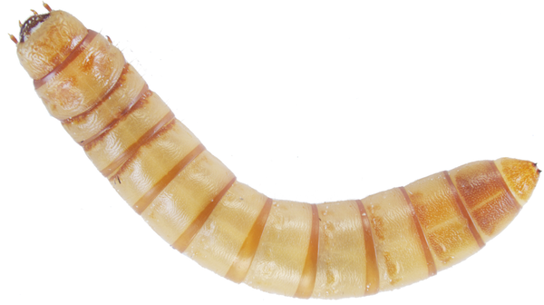 Live chubby mealworms